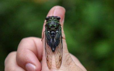 The Cicada Lifecycle: Understanding the 17-Year Phenomenon